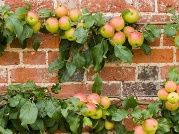 A fruiting espalier apple tree growing against a red brick wall