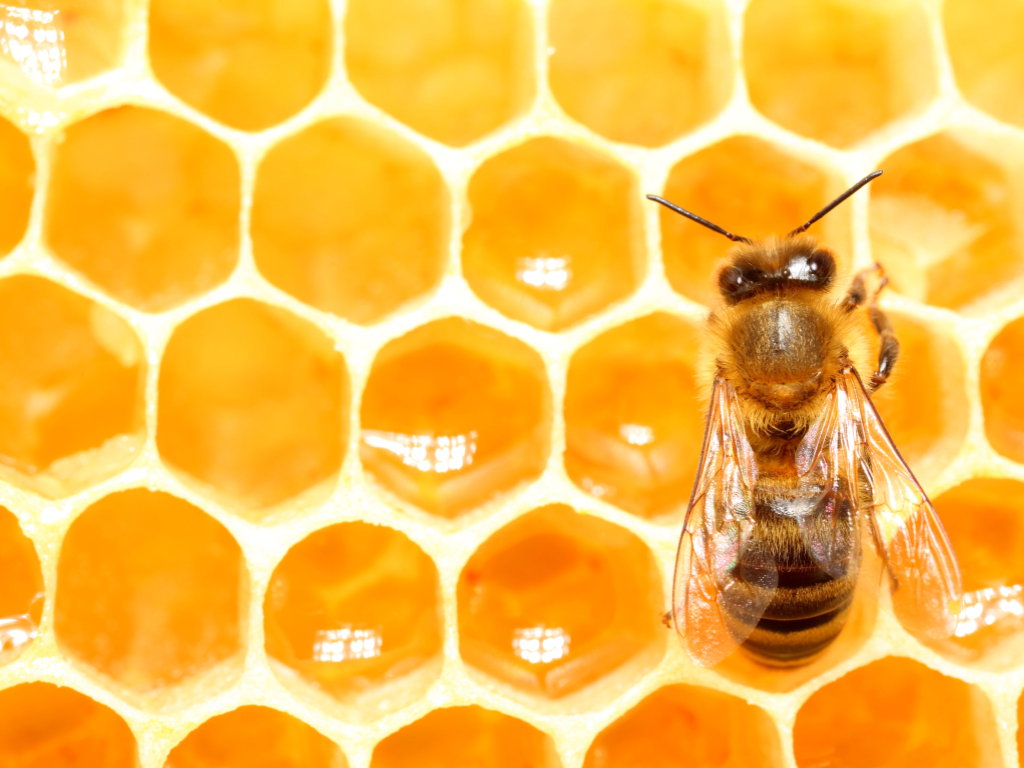 A Celebration of Bees 