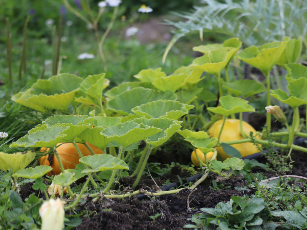 Thinking Green: Seasonal gardening – Bunuru