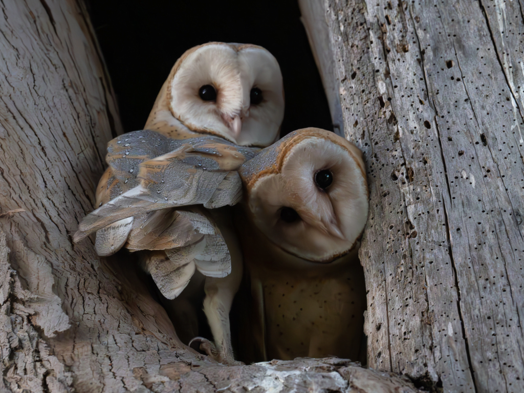 Thinking Green: Keeping owls safe in our neighbourhood