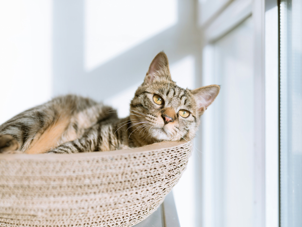 Thinking Green: Happy cats and wildlife