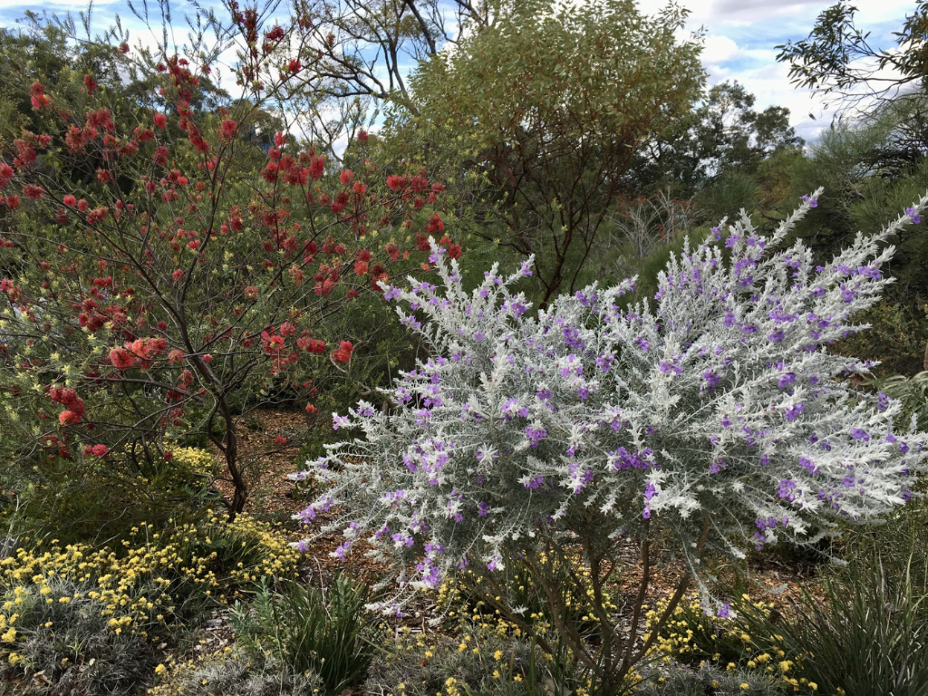 Thinking Green: Waterwise Plant Selection