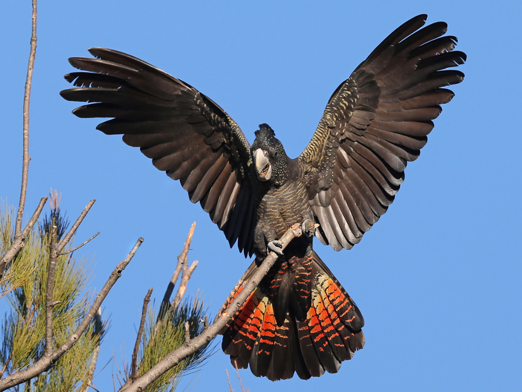 Thinking Green: Gardening for Black Cockatoos