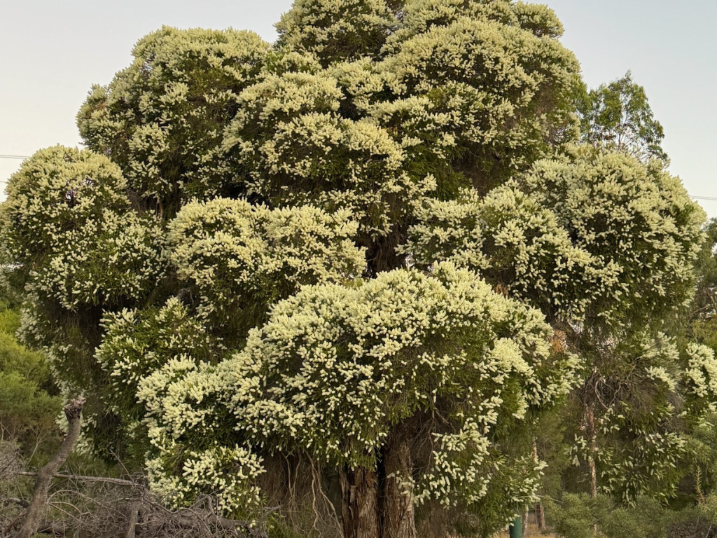 Thinking Green: Appreciate your local bush patch - Gidge Reserve