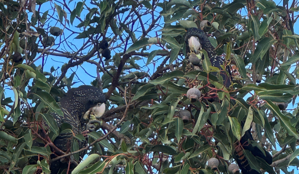 Thinking Green: Perth Wildlife Hospital tour featuring black cockatoos and owls