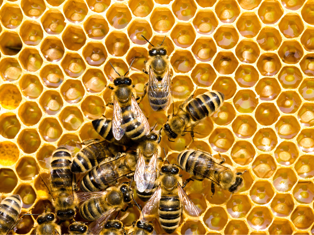 Library Lovers: Bee Talk and Lip Balm Workshop