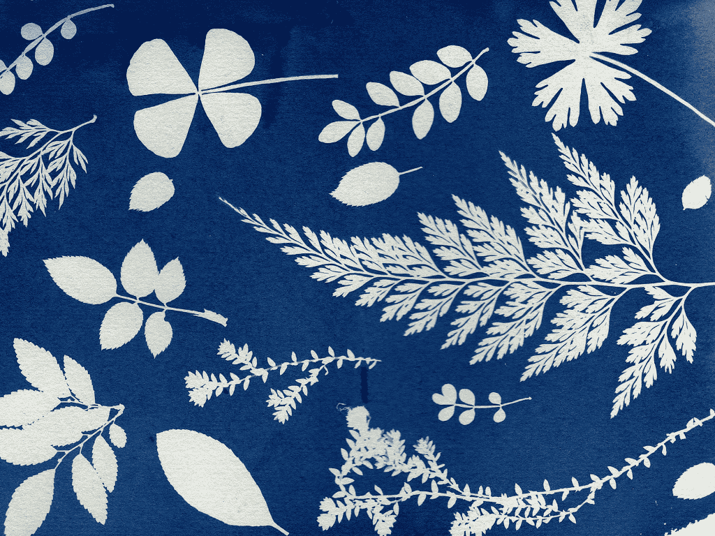Craft Collective: Cyanotype printing