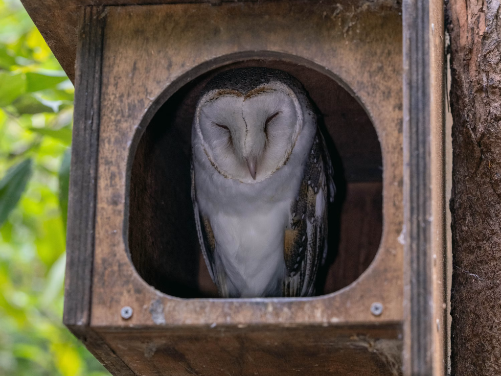 Give a Hoot about our local owls
