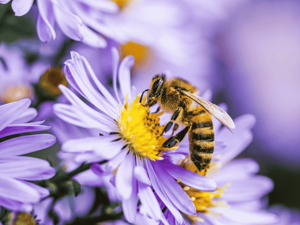 How to plant a bee friendly garden