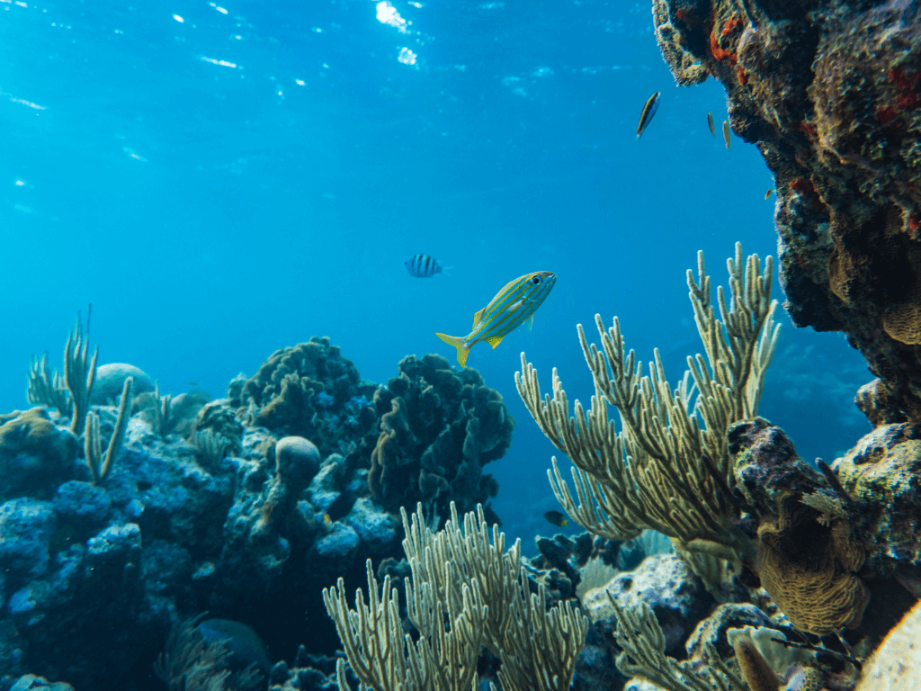 Library Lovers: Underwater photography - Life in the Indian Ocean