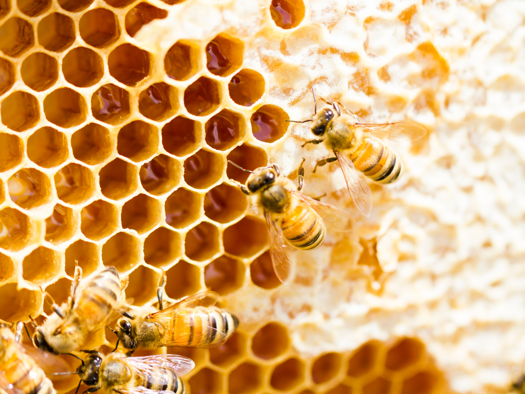 Making beeswax wood polish with Bees2Honey