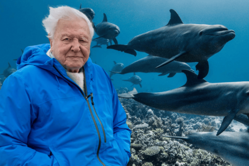 Ocean with David Attenborough and Recycling Crafts