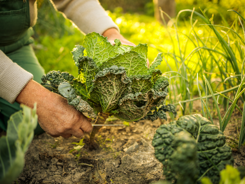 Library Lovers: Permaculture