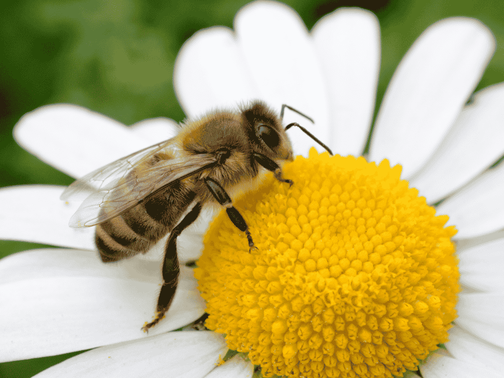 Bees and Balms