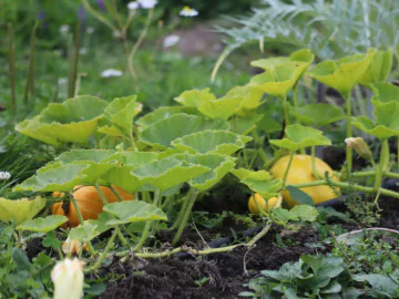 Thinking Green: Seasonal gardening – Bunuru