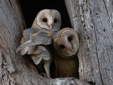 Thinking Green: Keeping owls safe in our neighbourhood