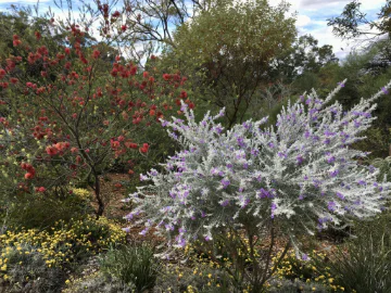 Thinking Green: Waterwise Plant Selection