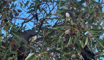 Thinking Green: Perth Wildlife Hospital tour featuring black cockatoos and owls