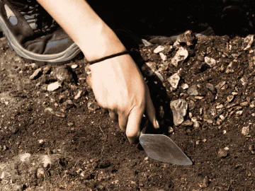 A person digging with a hand tool.