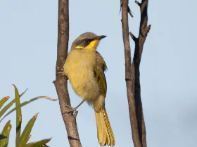 A bird sitting on a branch