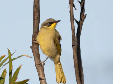 A purple gaped honey eater perched on a branch