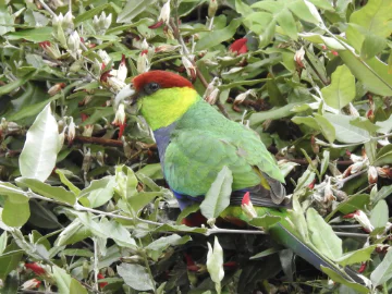 Red-capped parrot sitting in tree