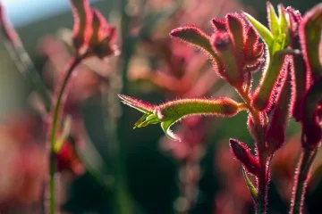 Backyard garden with eucalypts and salvias