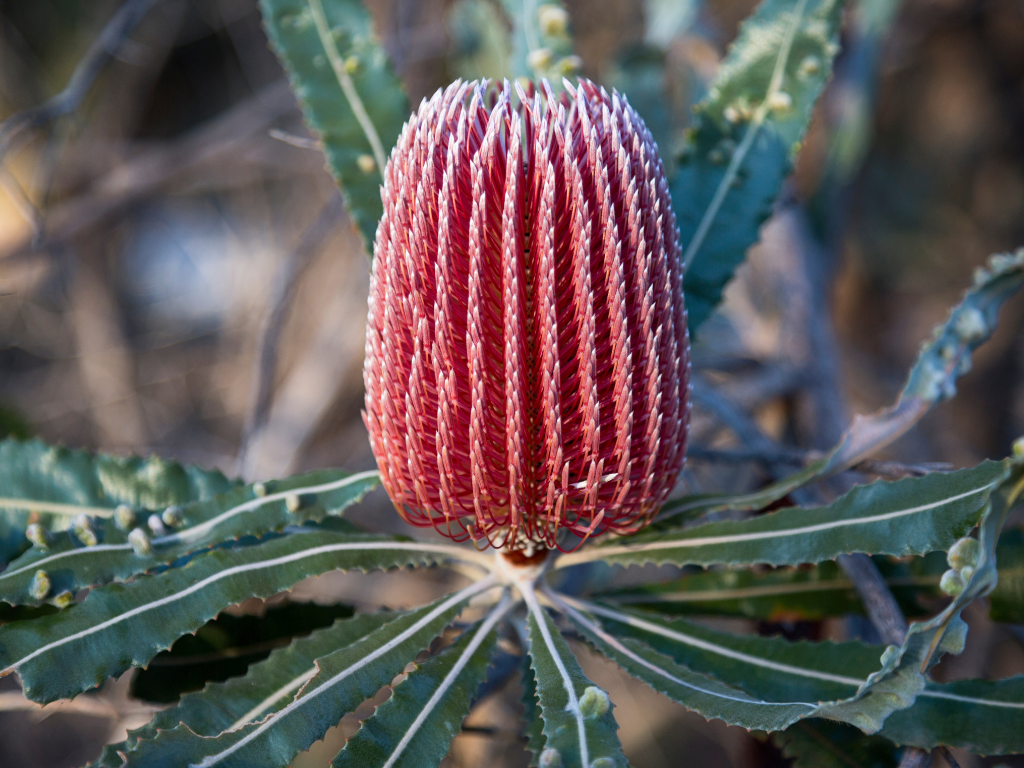 Branching Out: Healthy soils and gardens