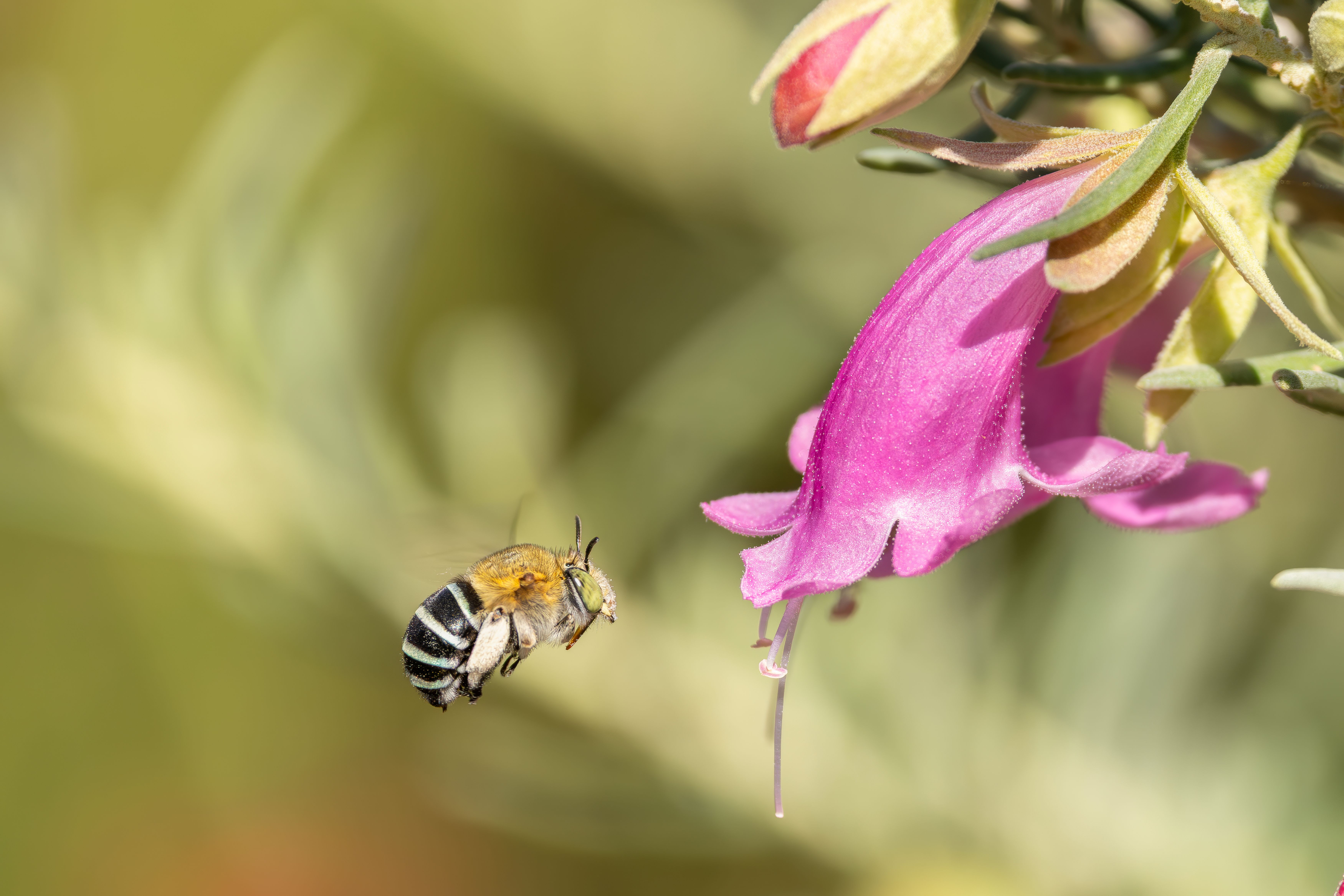 Backyard Biodiversity: Native Bees