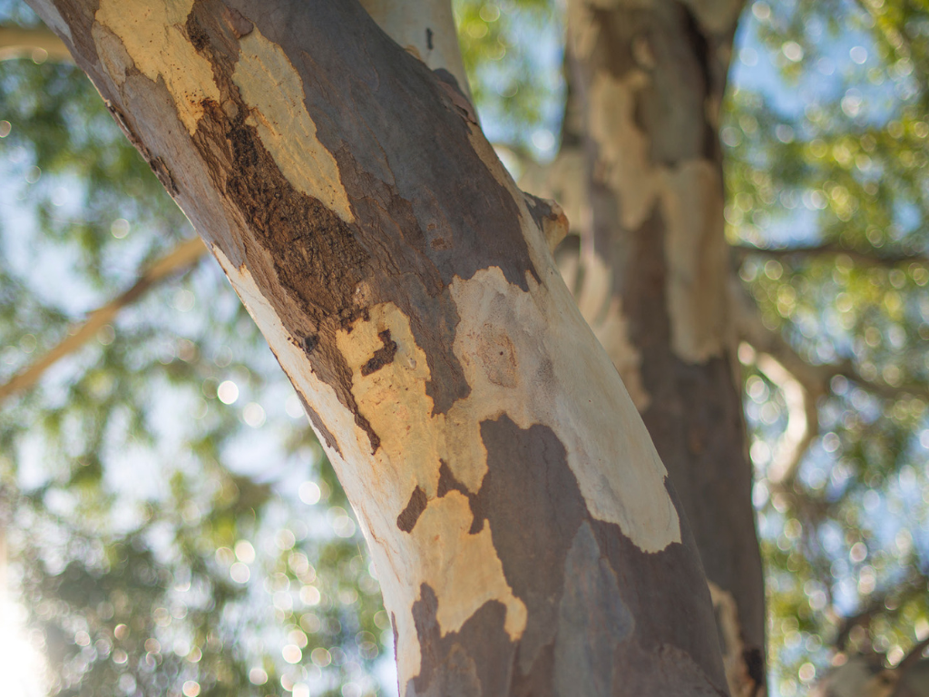 Thinking Green: Root to canopy - terrific trees