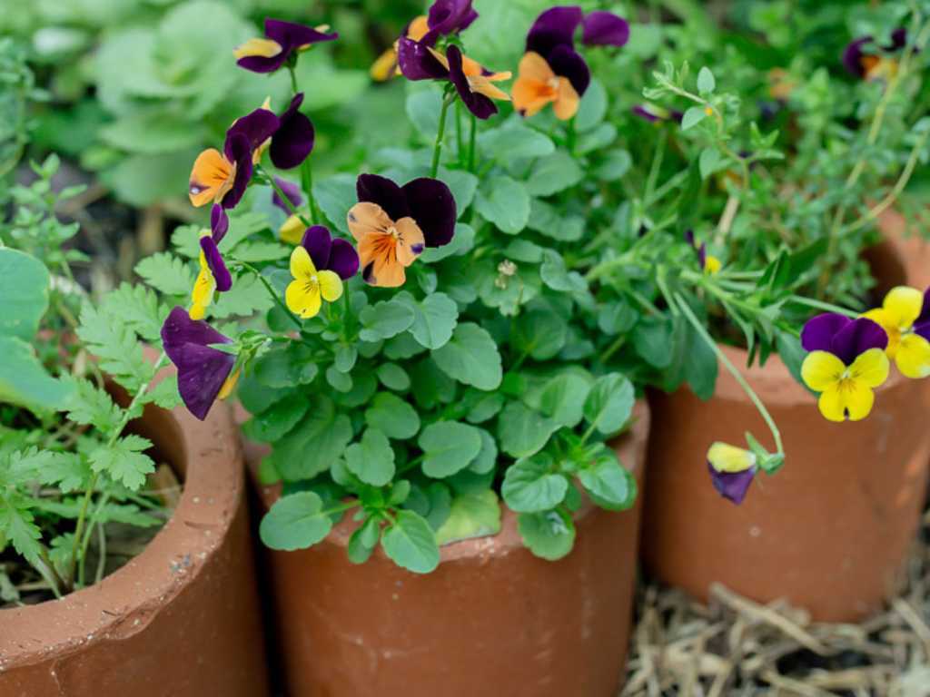 Thinking Green: Small spaces gardening