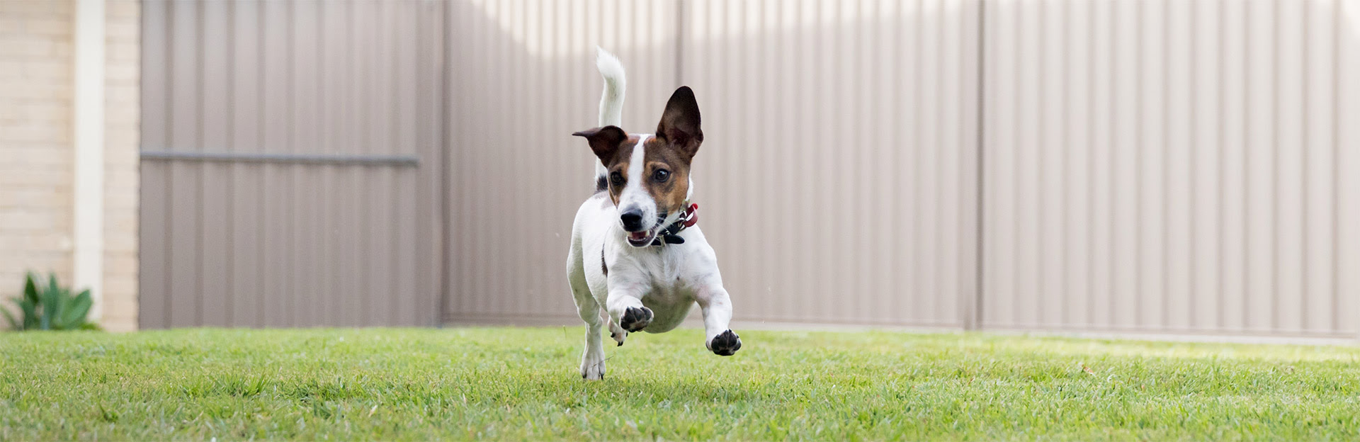 A happy Jack Russel Terrier runs in a backyard