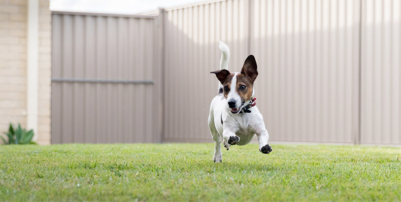 A happy Jack Russel Terrier runs in a backyard