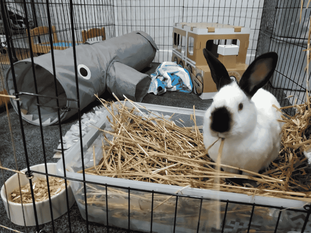 Bunnies 101: Myths and Facts