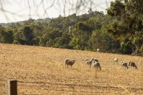 Sheep in a paddock in Gidgegannup