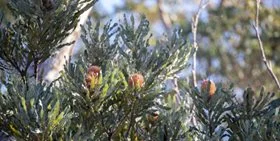 A banksia tree