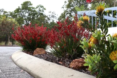 Grow local this winter with native plants