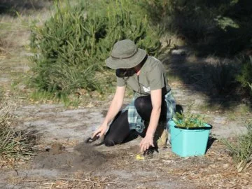 A woman planting trees kneeling down
