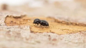 Polyphagous shot-hole borer (Euwallacea fornicatus). Image credit: Department of Primary Industries and Regional Development