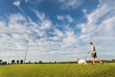 Sniff, stroll, repeat