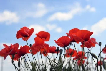 Photos of poppies for Anzac Day