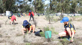 A volunteer and a City resident look at saplings at Trillion Trees