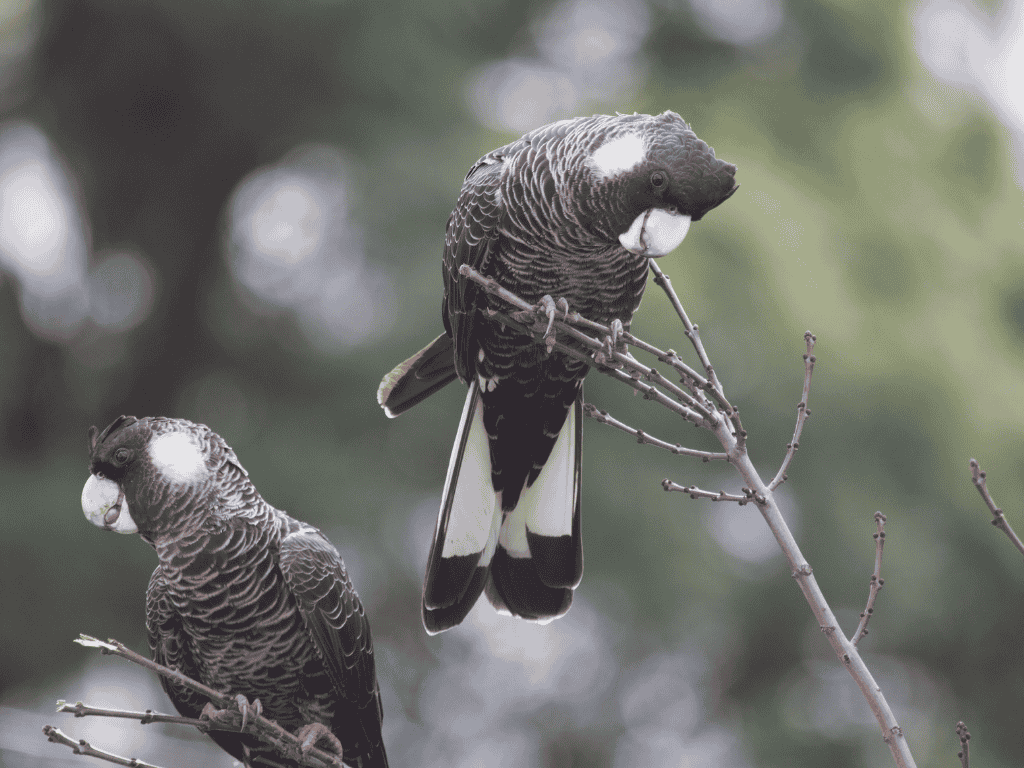 Author Talk: Creating Black Cockatoo Friendly Suburbs