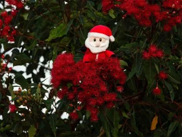A Santa in a red flowering gum