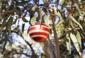 A Christmas bauble in a eucalypt tree