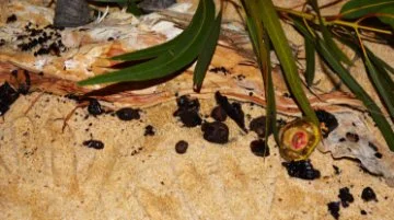 Djoowak Moordidjabiny