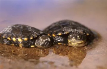 Two Western Swamp Tortoises sitting in water