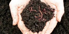 Two hands holding worms in mulch