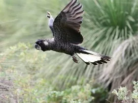 A black cockatoo flying