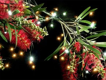 Christmas lights in a bottlebrush tree